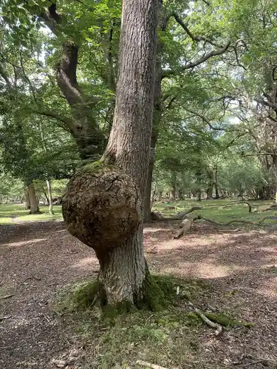 A tree in a forest has a large, rounded, moss-covered growth protruding from its trunk, resembling a giant, lumpy tumor. The…