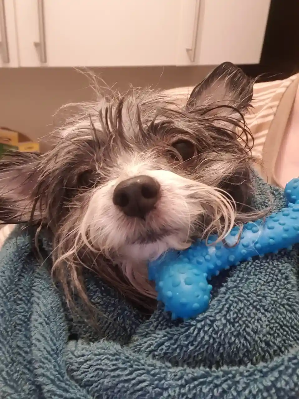 A small, shaggy dog with wet, matted gray and white fur is wrapped in a blue towel and holding a blue textured chew toy. The…