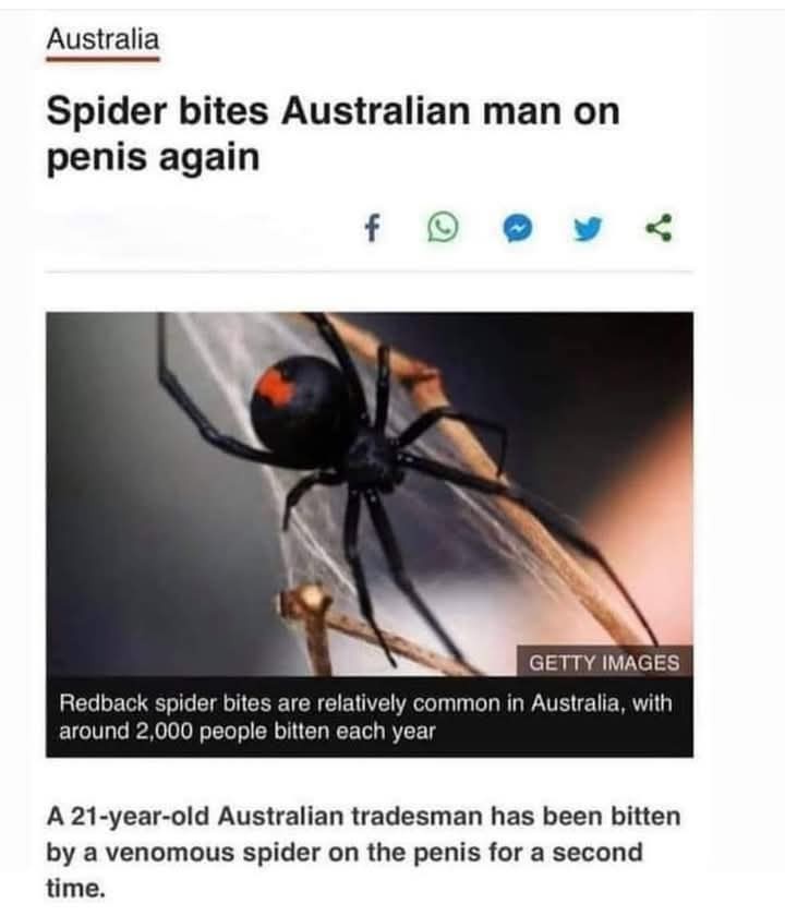 The image displays a screenshot of a news article with the headline 'Spider bites Australian man on penis again'. The…