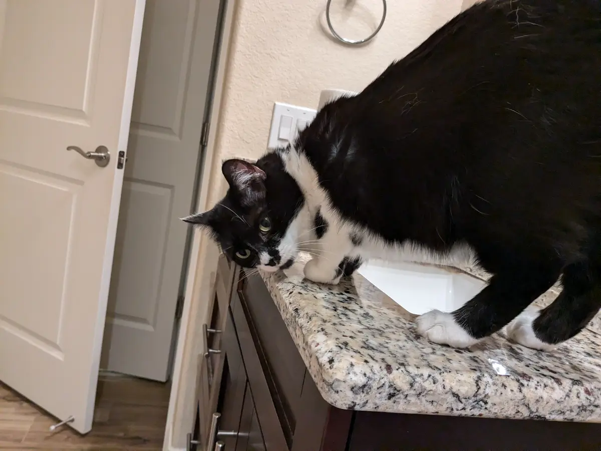 A black and white cat is leaning over a granite bathroom countertop, looking down with a serious expression. The cat's body…