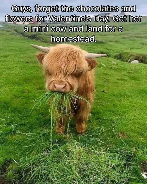 A highland cow with long shaggy brown fur and curved horns stands in a lush green field, chewing on grass. The overlaid text…