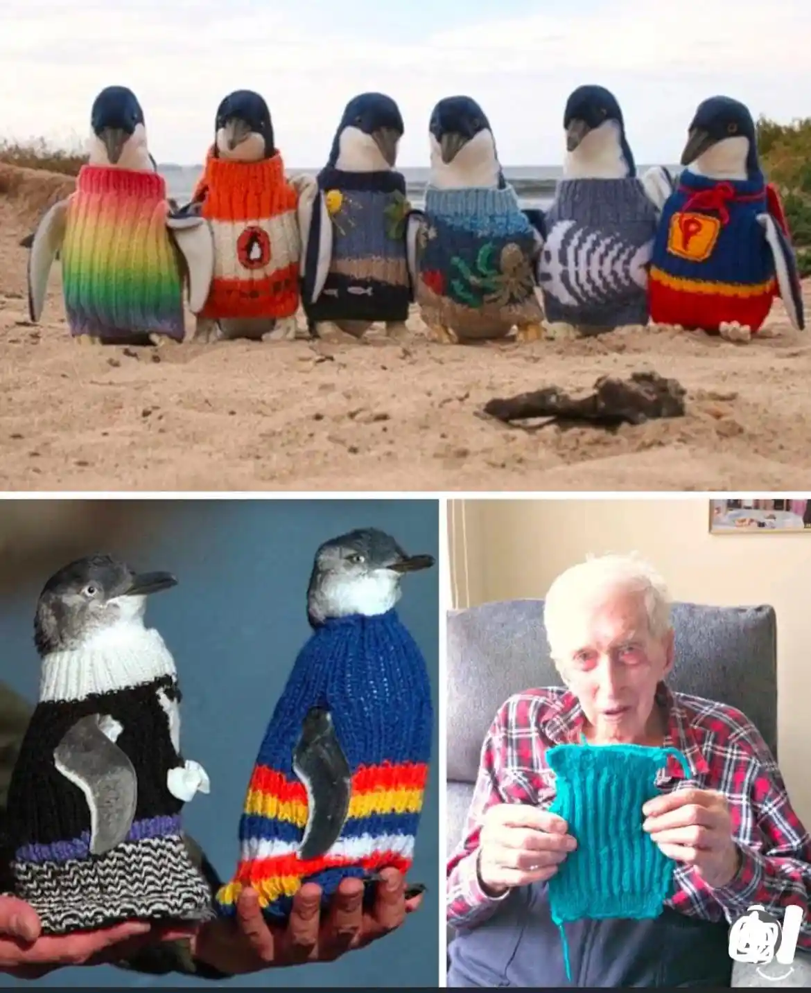 The image shows six penguins wearing colorful, hand-knitted sweaters on a beach, with a small object in the sand nearby…