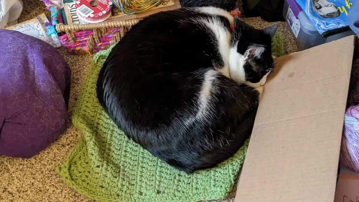 A black and white cat is curled up sleeping on a green crocheted blanket next to a cardboard box, surrounded by yarn, a…