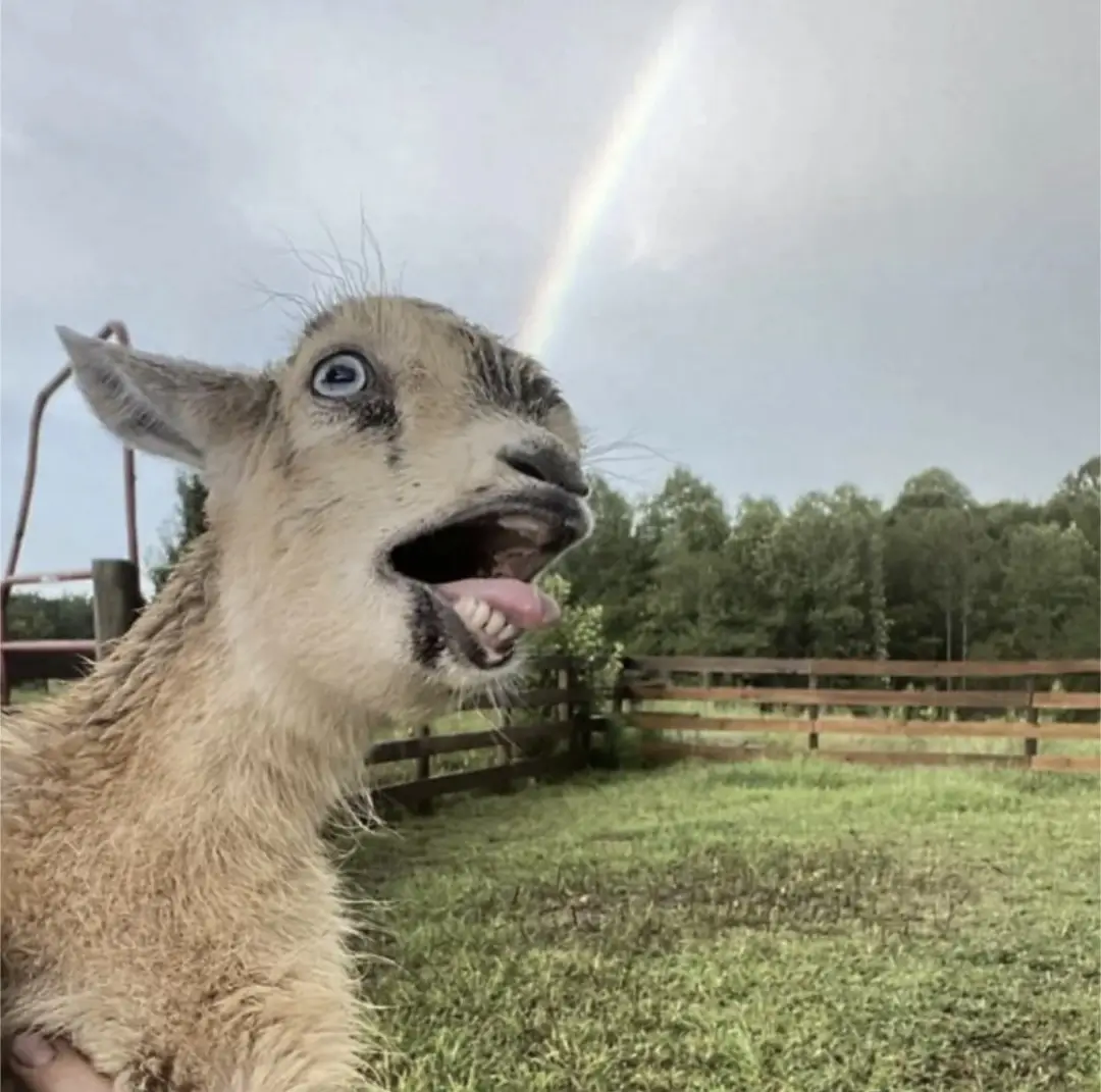 A close-up photo of a young goat with wide, expressive eyes and its mouth open in a surprised or excited expression, tongue…