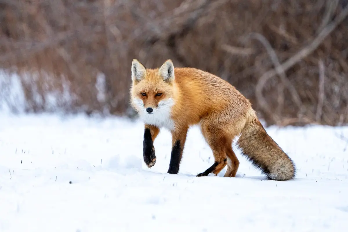 The majestic Red Fox in all its glory.
