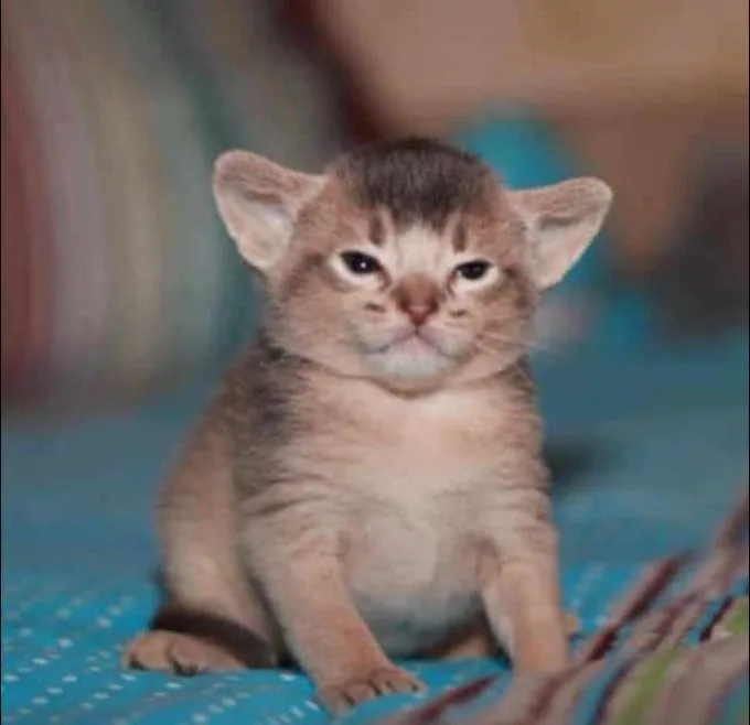 A small, light brown kitten with large ears and wide eyes sits on a blue patterned surface, looking directly at the camera…