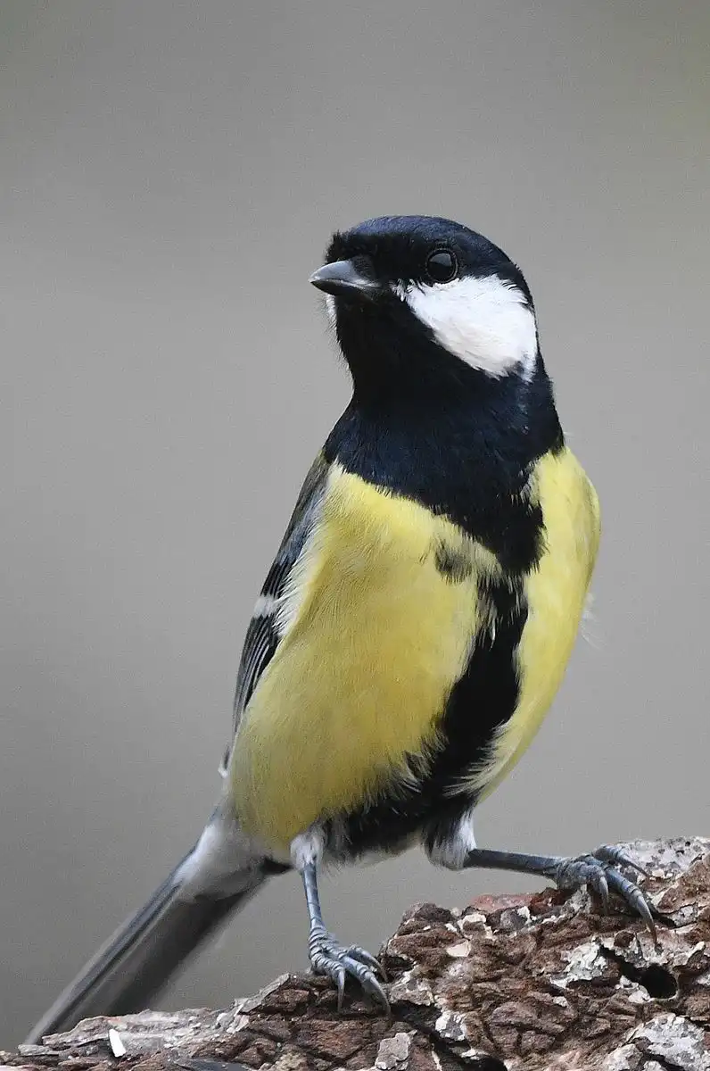 A close-up photograph of a great tit bird perched on a rough tree branch, featuring its distinctive black head, white…