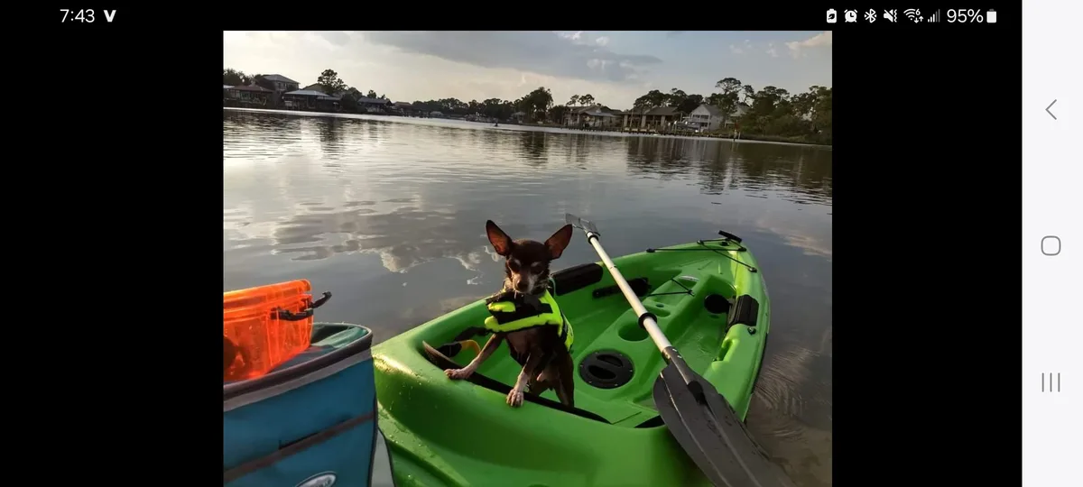 A small chihuahua wearing a bright yellow life vest sits in a green kayak on calm water, looking directly at the camera with…