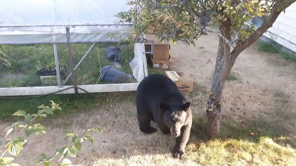 A black bear is walking directly toward the camera in a yard with dry grass, a small tree, and a greenhouse in the…