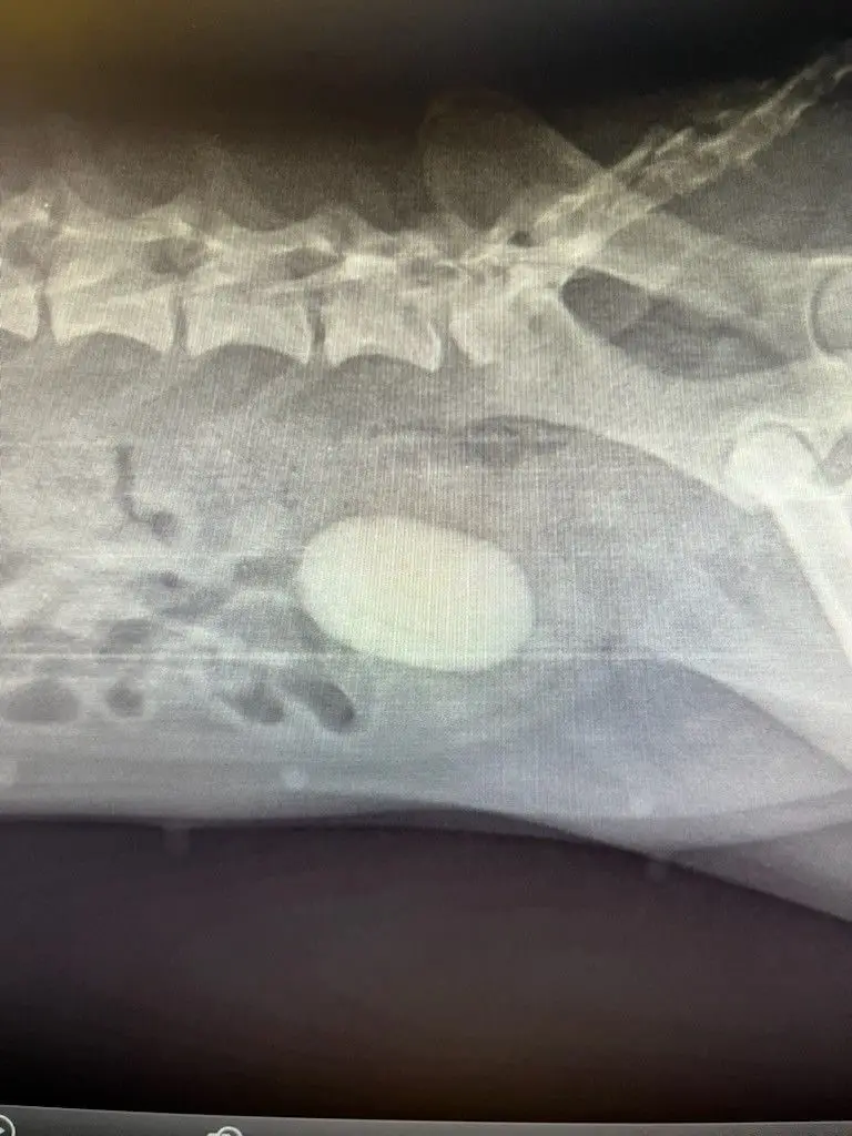 this is a grayscale x-ray image of a dog's torso, showing its spine and ribs, with a large, round, light-colored object…