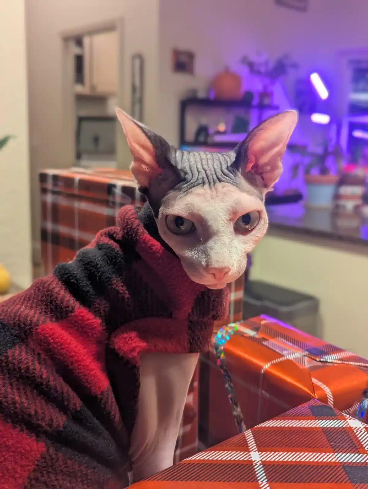 Sending Christmas Cheer from Willow, the Fabulous Naked Cat!