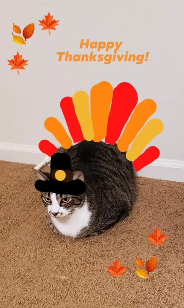 A tabby cat with a white chest sits on a brown carpet, wearing a black pilgrim hat with a gold buckle. Digital turkey…