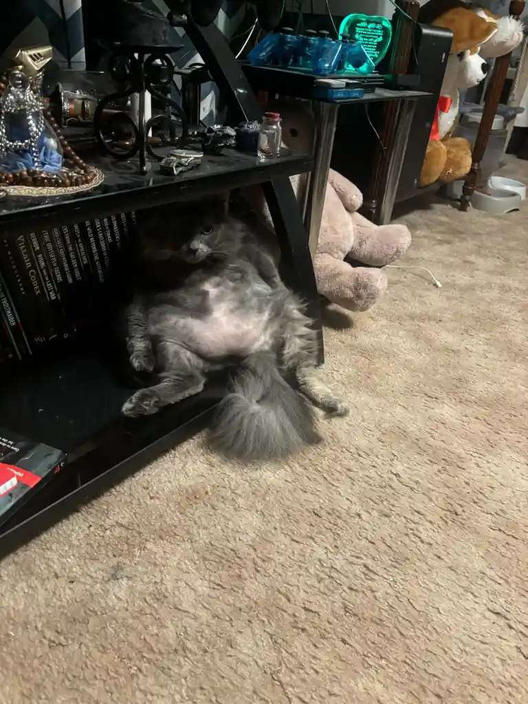 A fluffy gray cat is lying on its back under a black media console, exposing its belly and looking directly at the camera…