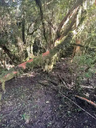 A moss-covered tree trunk lies diagonally across a forest floor, its bark showing a distinct reddish-brown, rust-like…