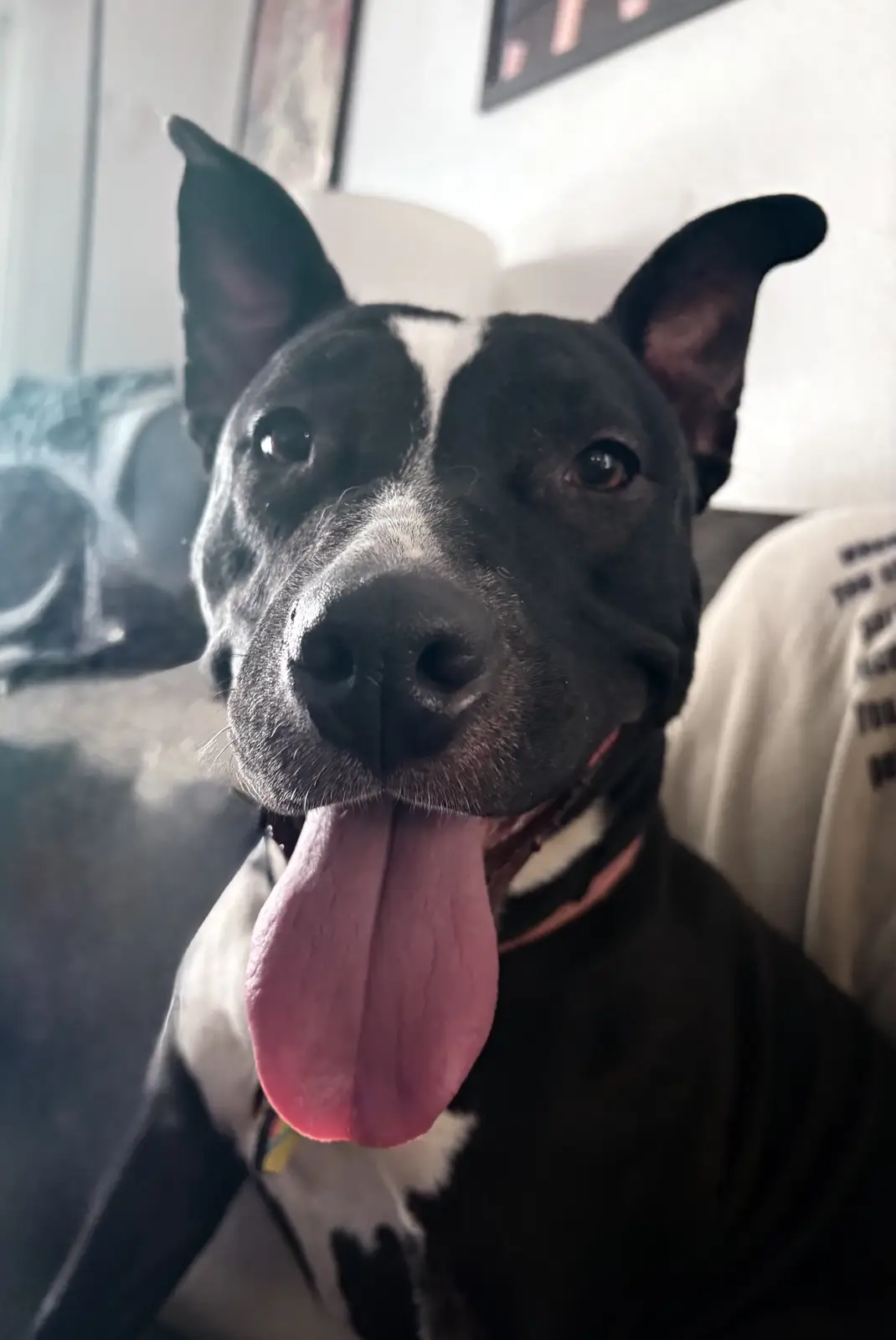 A close-up photo of a black and white dog with large ears and a long pink tongue hanging out, looking directly at the…