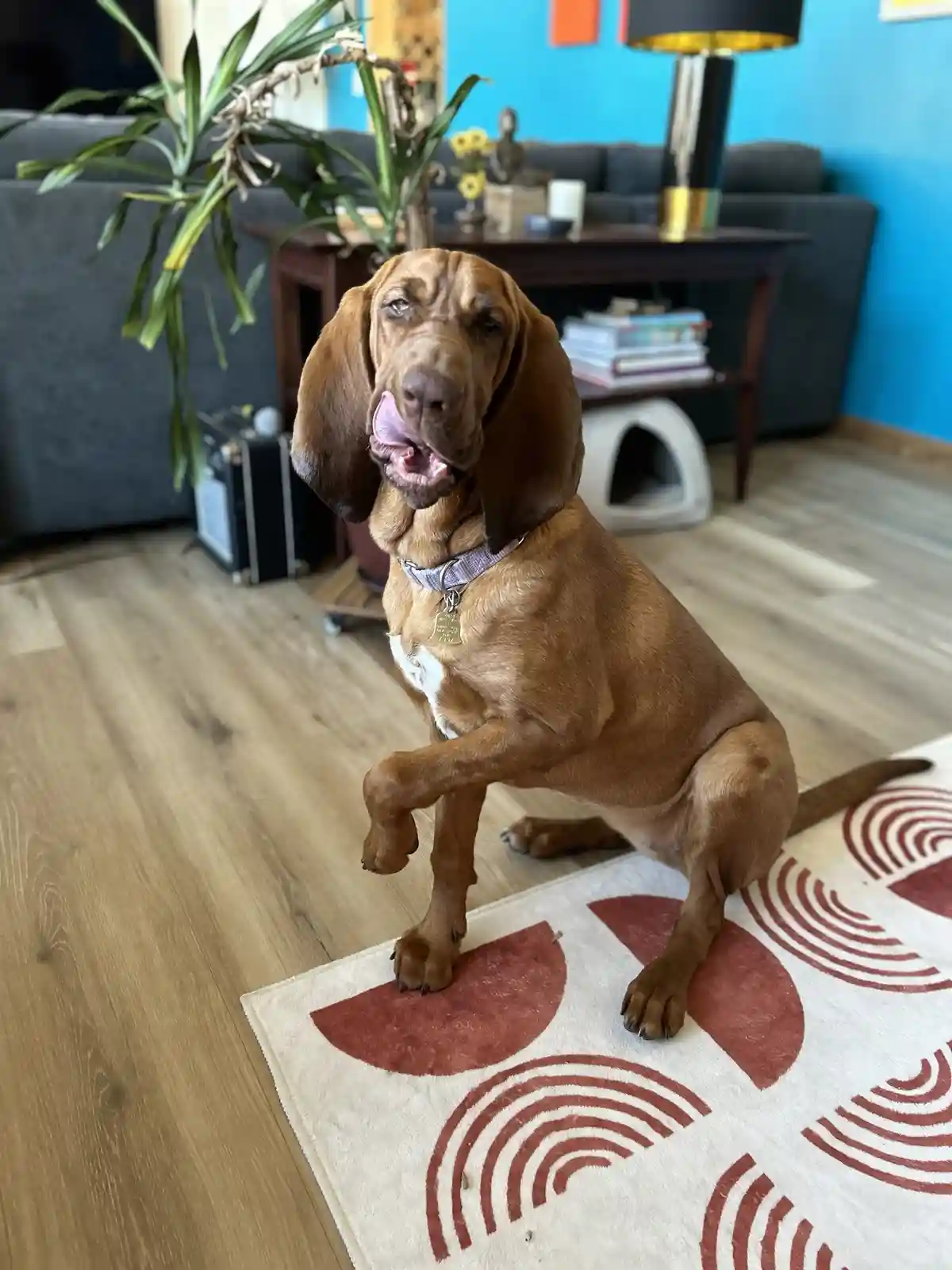 A brown dog with long floppy ears and a pink tongue sticking out sits upright on a patterned rug in a living room, one front…