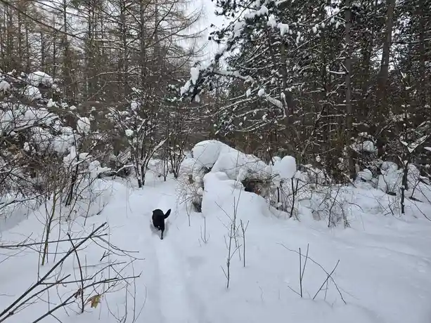 A black dog walks away down a snowy trail through a winter forest, with snow-covered trees and bushes surrounding the path…