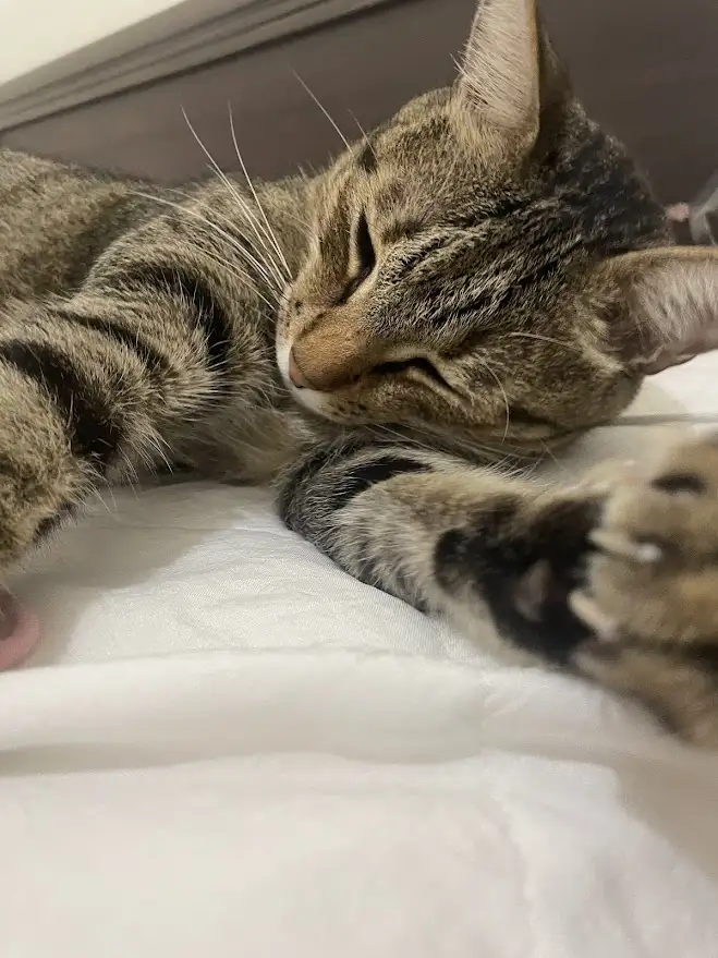 Just a cat being a cat.