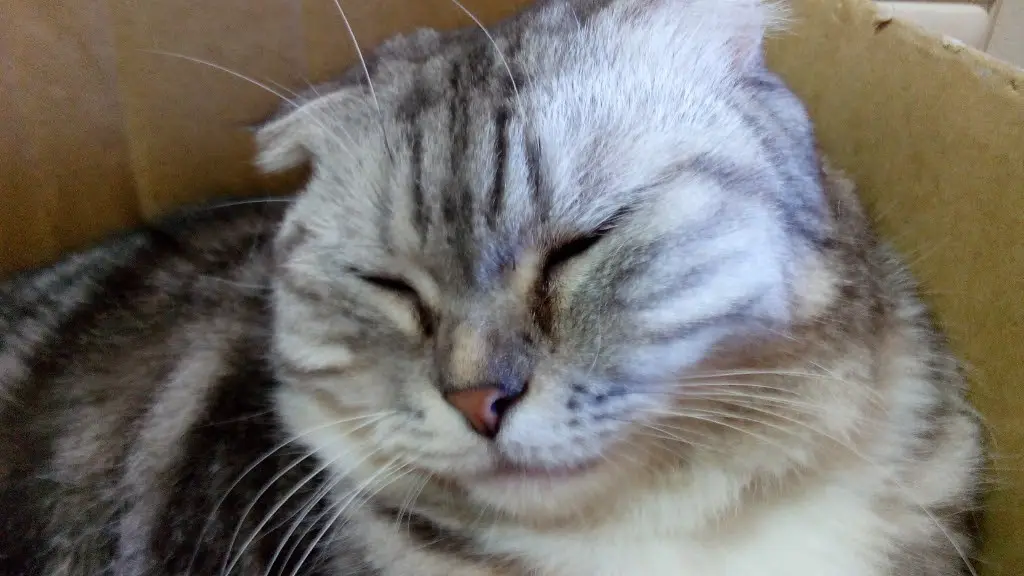 a gray tabby cat with closed eyes and a relaxed expression is curled up inside a cardboard box. The cat's fur has distinct…