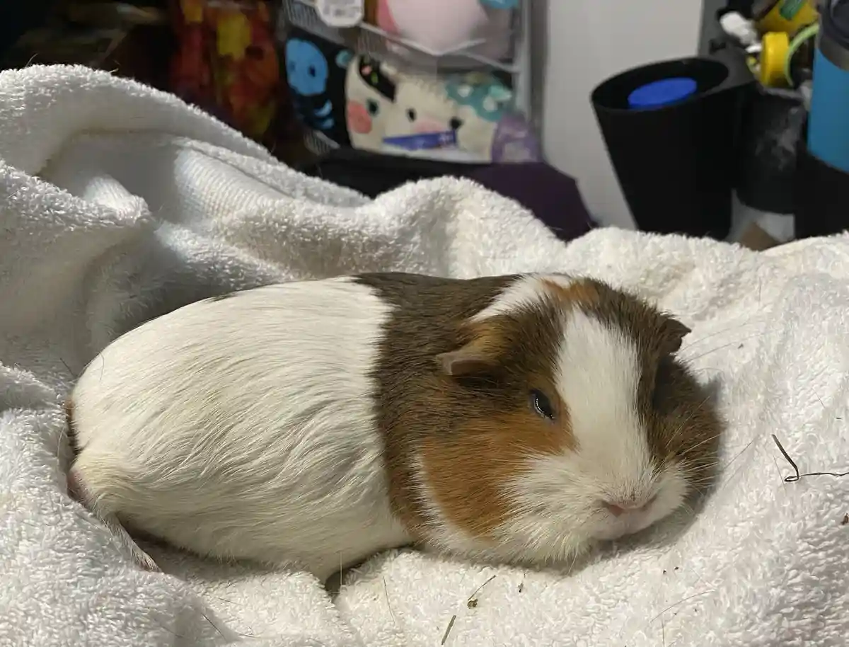 Meet Reggie, our adorable cuddle buddy!