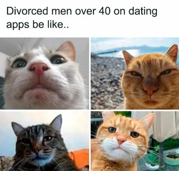 A four-panel meme featuring close-up photos of four different cats with distinct facial expressions: one with wide, innocent…