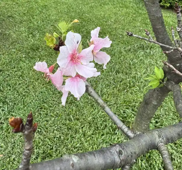 A close-up photo shows a cluster of pink and white cherry blossoms on a tree branch against a green lawn background. A small…