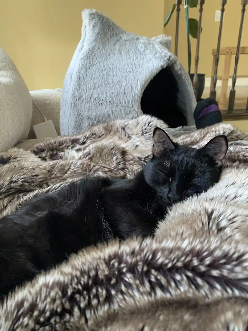 A black cat is sleeping peacefully on a fluffy brown and white blanket, with a grey cat-shaped bed visible behind it. The…