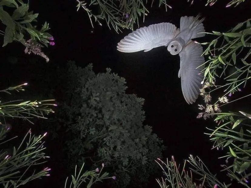 A Rare and Unforgettable Shot Captured by Roy Rimmer