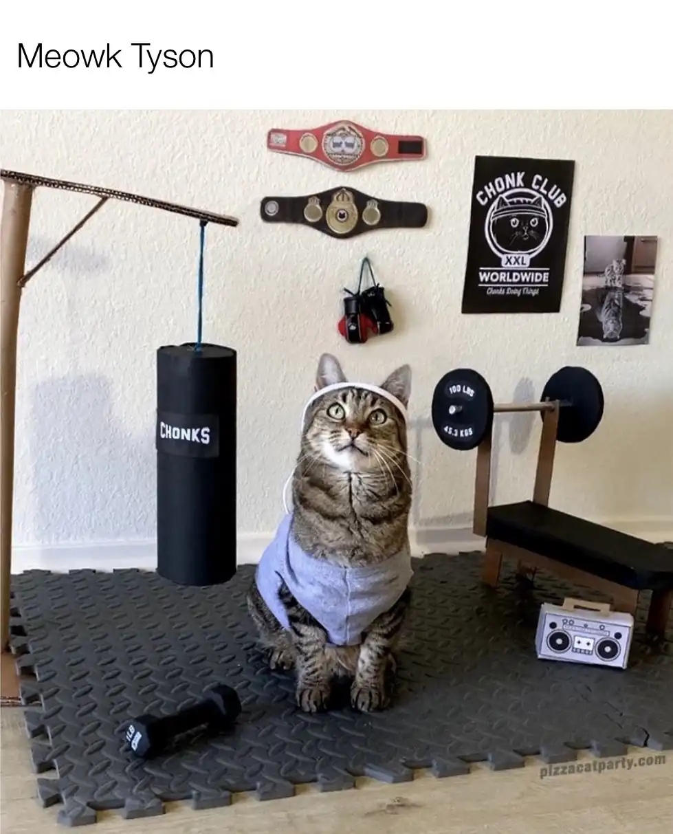 A tabby cat wearing a grey tank top and a white headband sits in a homemade gym setup. The gym includes a punching bag…