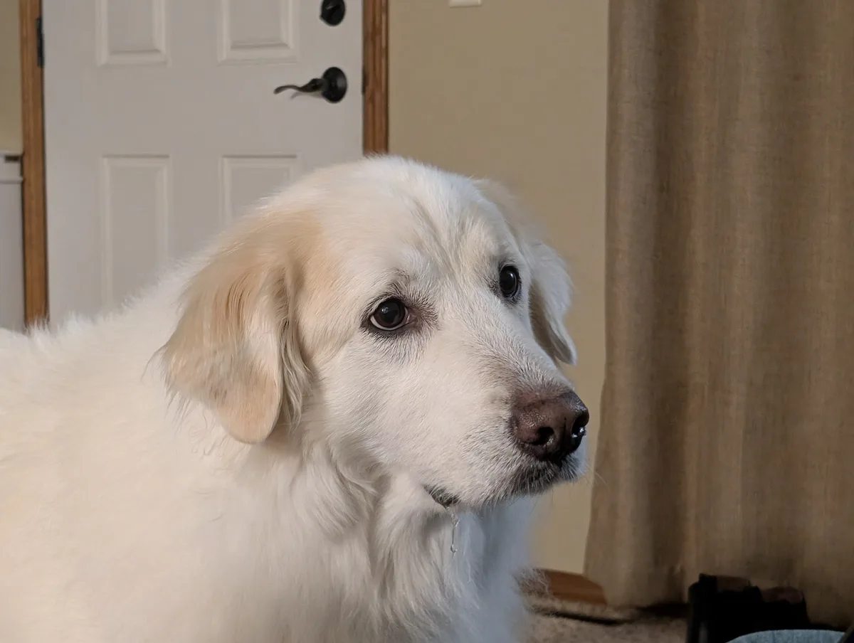 A close-up photo of a light-colored dog, likely a golden retriever, looking off to the side with a sad expression. A single…