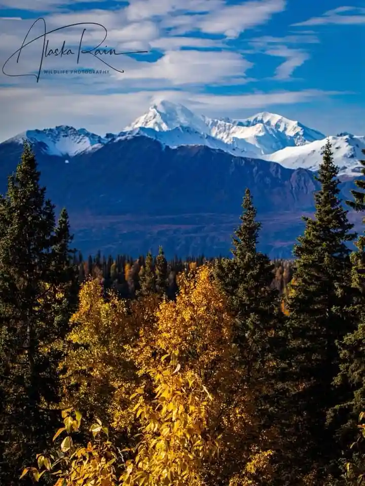 A scenic photograph of a snow-capped mountain range under a blue sky with scattered clouds, framed by evergreen trees and…