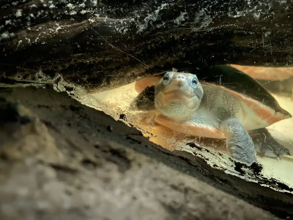 A close-up photo shows a turtle with large, expressive eyes looking directly at the camera through a scratched glass pane…