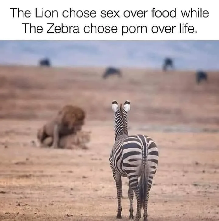 A zebra stands with its back to the viewer, facing a lion that is lying down in the distance on a dry savanna. The overlaid…