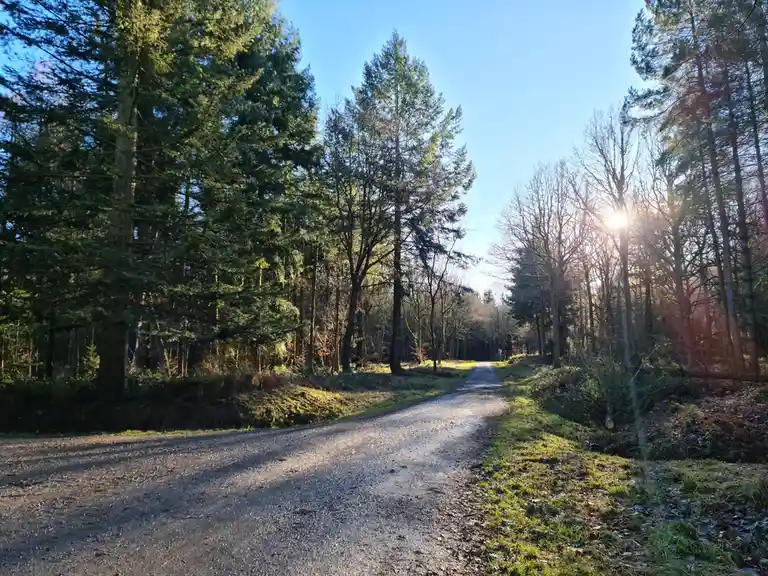 A serene forest path lined with tall evergreen and bare deciduous trees, with sunlight filtering through on a clear day. The…