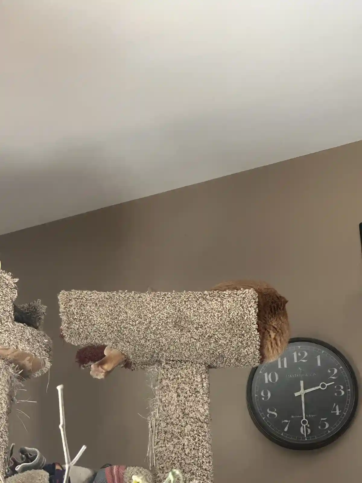 A ginger cat is curled up and sleeping on top of a worn, carpeted cat tree, with only its paws and a bit of its head…