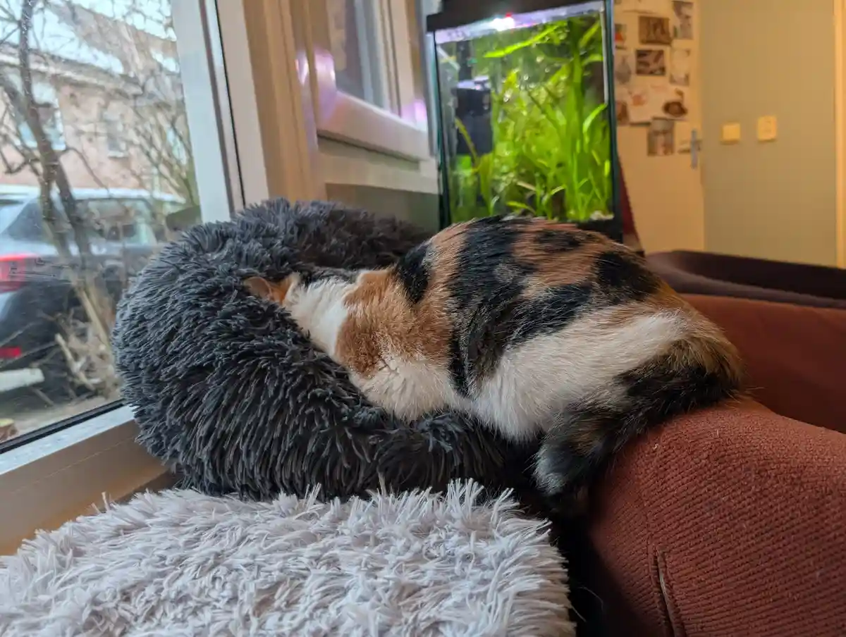 A calico cat is curled up and sleeping inside a dark gray, fluffy, donut-shaped pet bed placed on a brown couch near a…