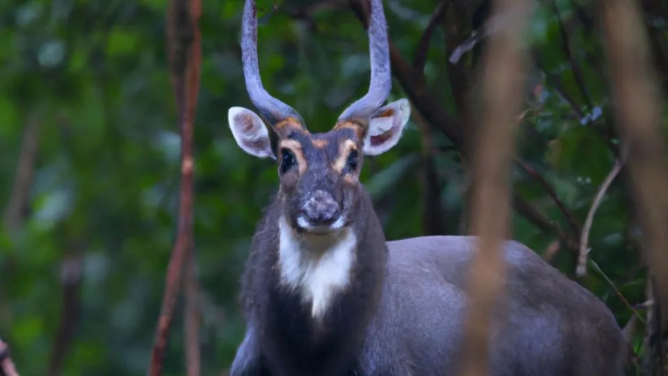 A close-up photo of a male waterbuck standing in a forest, looking directly at the camera with a seemingly confused or…