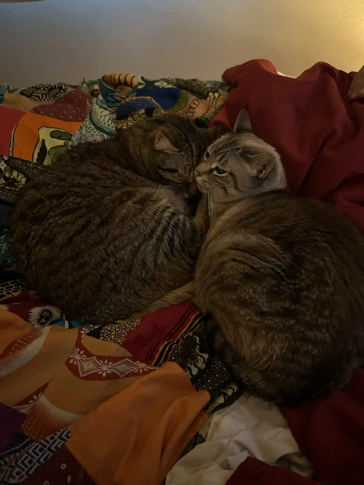 Two tabby cats are curled up together on a colorful, patterned bedspread. One cat is sleeping peacefully with its eyes…