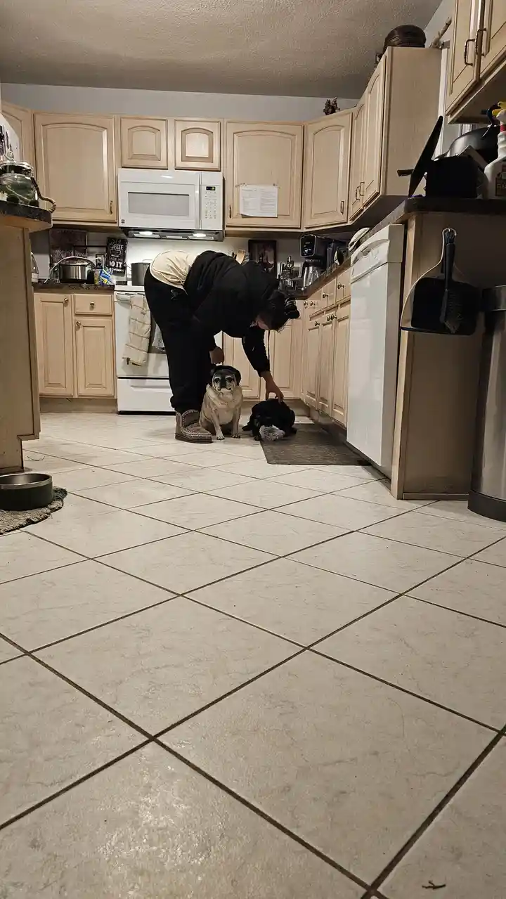 A person in a kitchen bends down to pet two dogs, one fawn pug sitting upright and one black dog lying down. The person is…