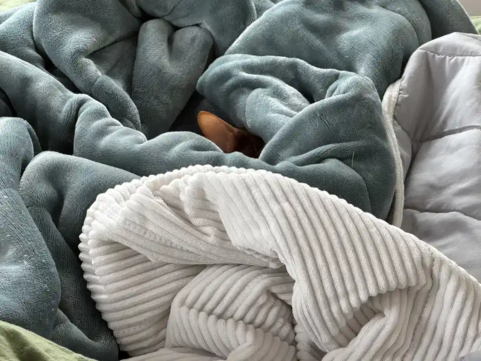A close-up photo shows a cat's brown ear peeking out from under a rumpled teal blanket, with a white ribbed blanket and a…