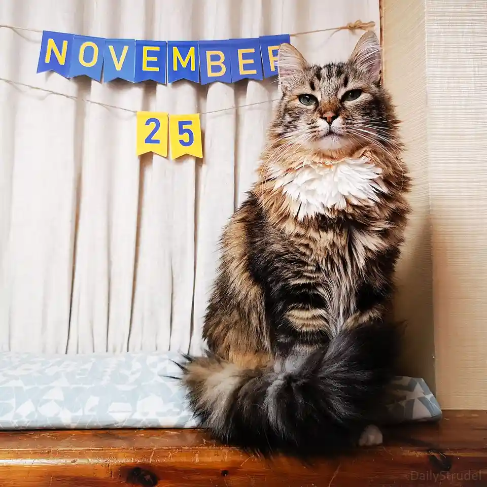 Mark Your Calendars: November 25