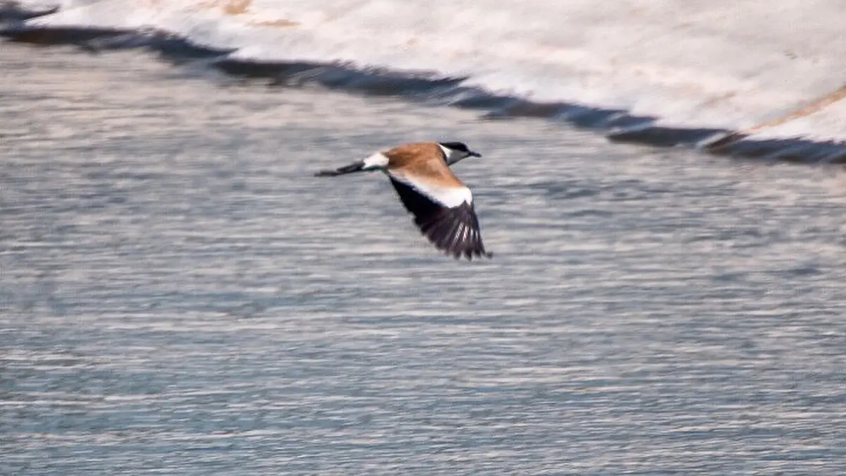 A bird with brown, black, and white plumage is captured mid-flight over rippling water, with a snowy or sandy bank visible…