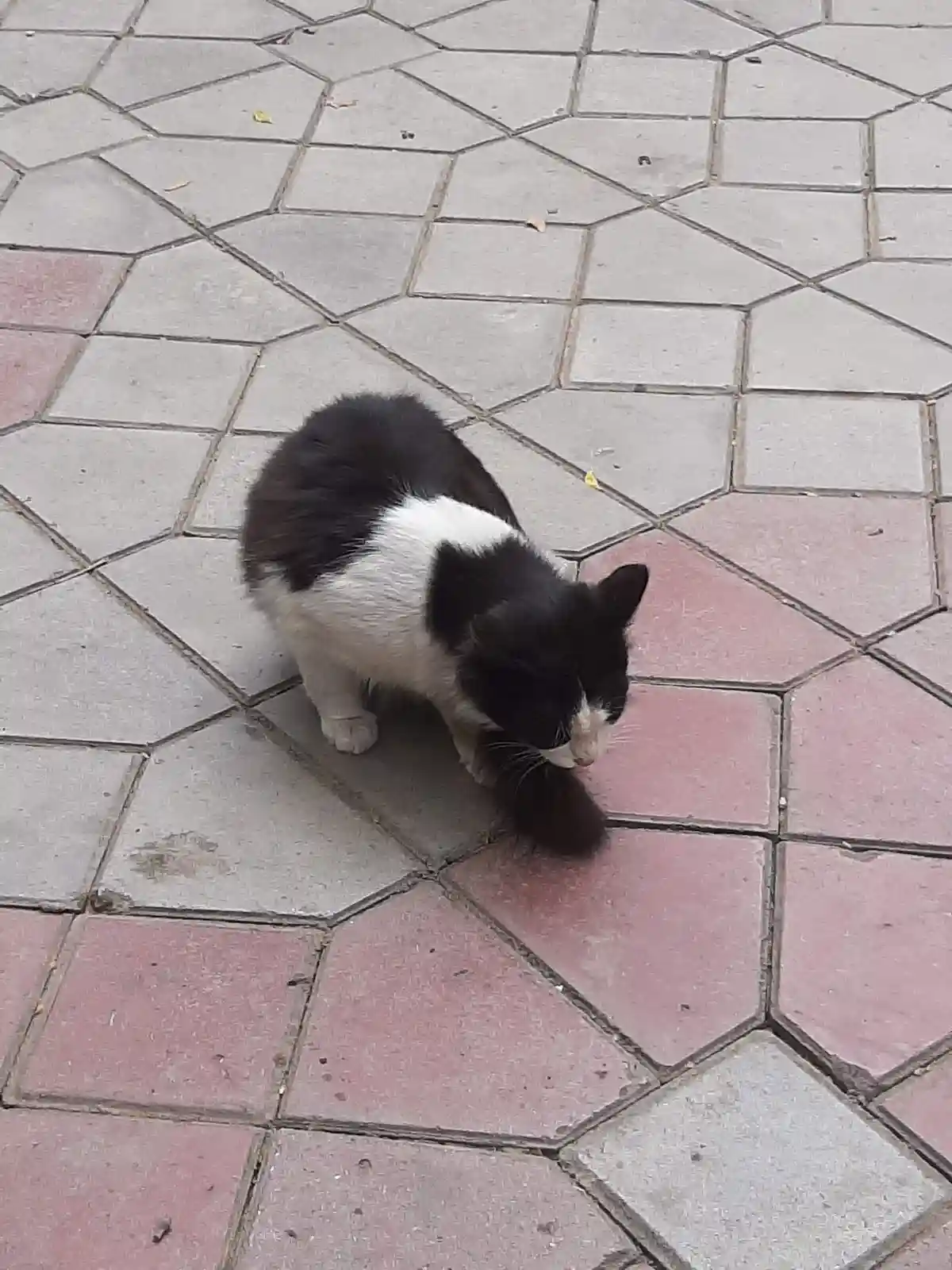 A black and white cat is standing on a patterned pavement of gray and pink hexagonal tiles, licking its own paw. The image…