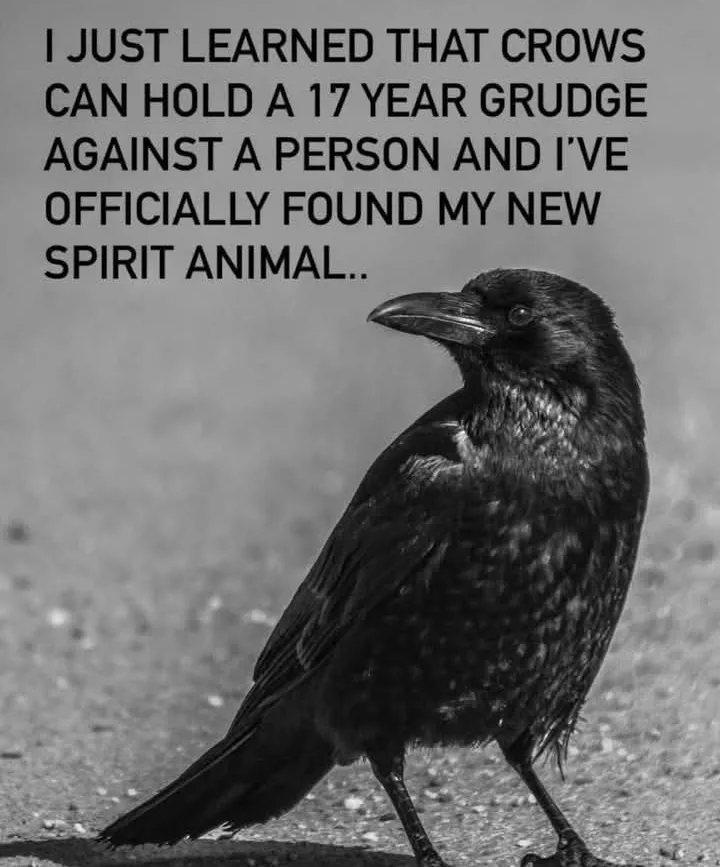 A black-and-white photograph shows a crow standing on a paved surface, looking toward the right. The image has bold…