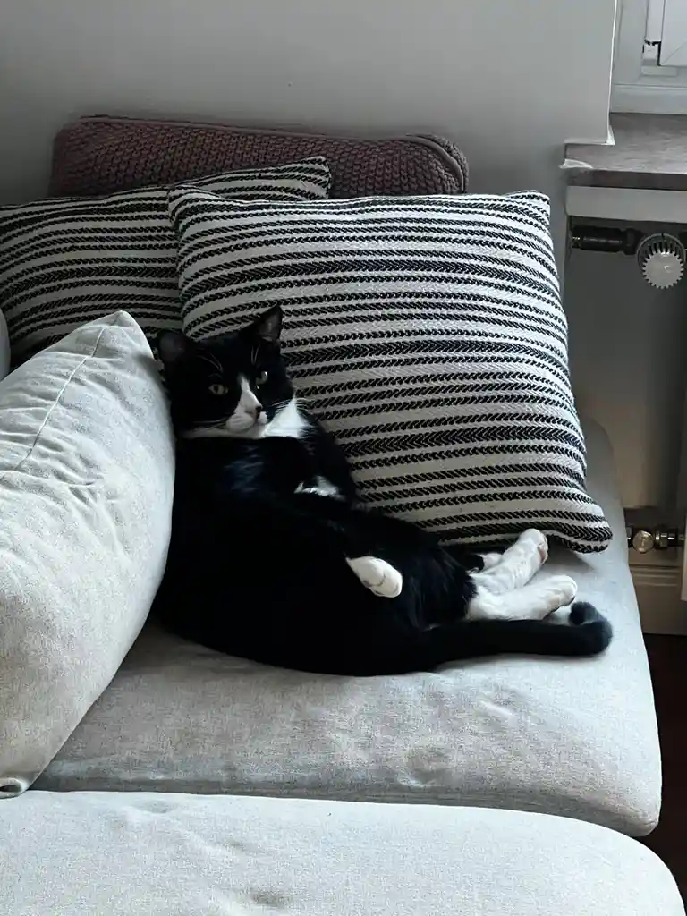 A black and white cat lounges comfortably on a light gray couch, nestled between pillows with black and white striped…