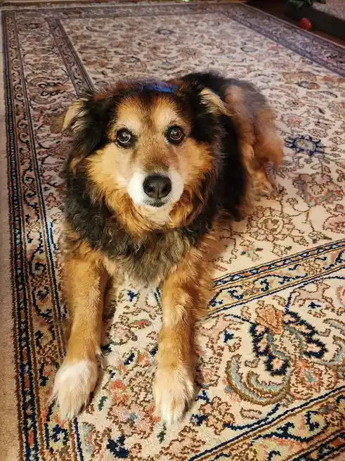 Daily Peanut the Dog Update - Day 1574