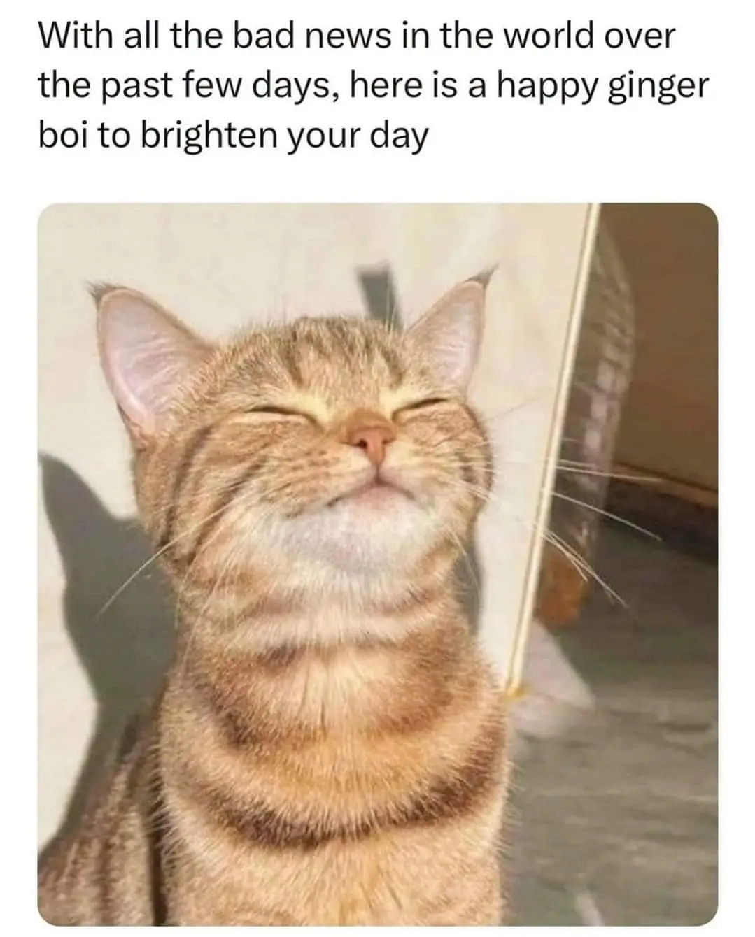 The adorable world of cats