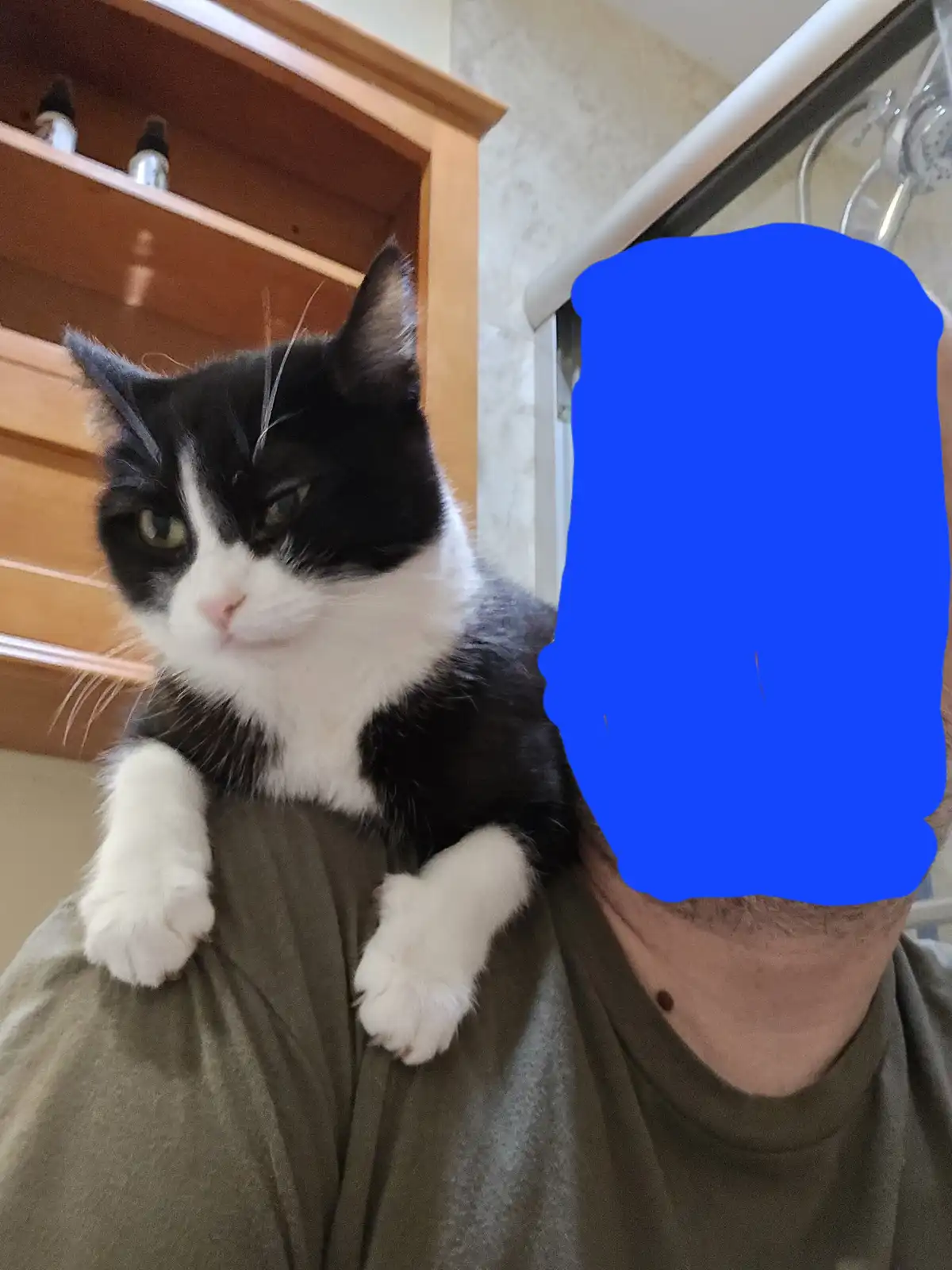 A black and white cat with a grumpy, unimpressed expression sits on a person's shoulder, whose face is obscured by a blue…