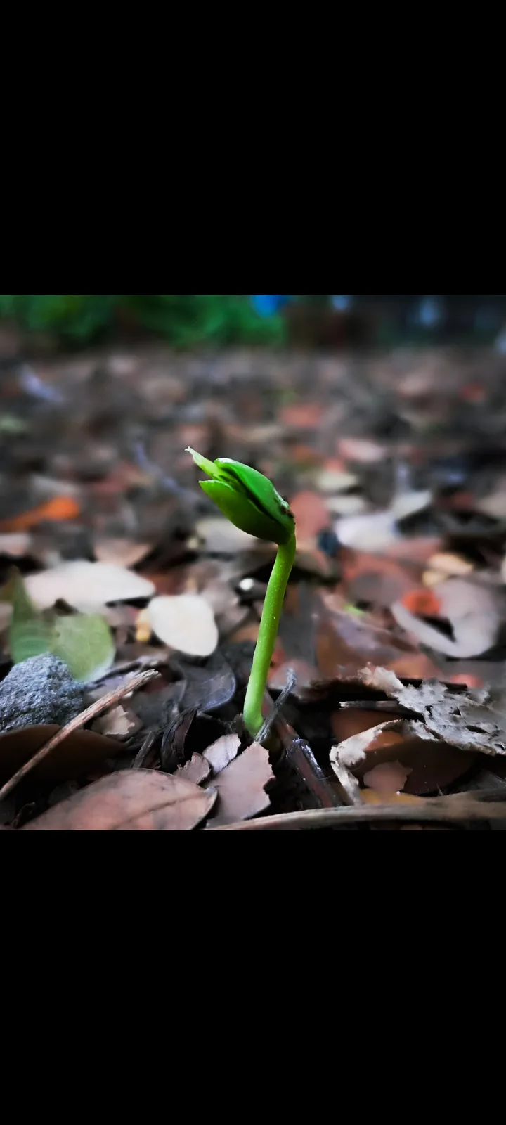 A close-up photo shows a small green sprout pushing through a bed of brown, decaying leaves and twigs. The sprout is the…