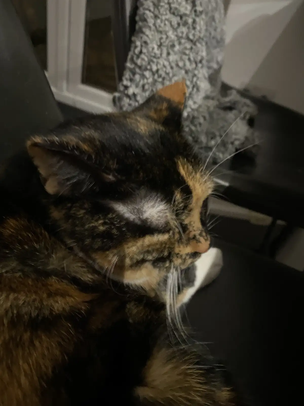 Crumble’s Daily Snapshot: A Moment to Cherish